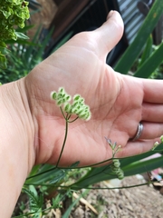 Torilis arvensis