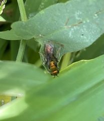 Augochlora