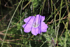 Geranium brycei
