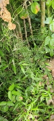 Asparagus racemosus