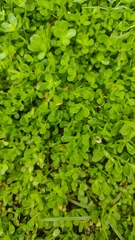 Bacopa