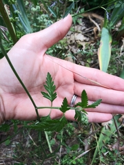 Torilis arvensis