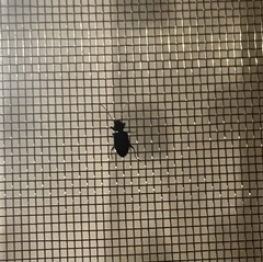 Stenolophus ochropezus