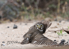 Glaucidium brasilianum