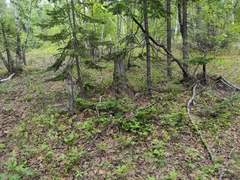 Abies sibirica