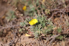 Camissoniopsis cheiranthifolia