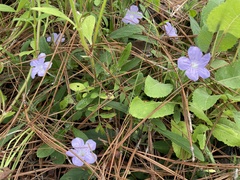 Ruellia ciliosa