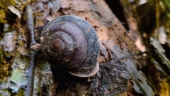 Camaena menglunensis