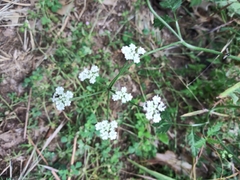 Torilis arvensis