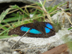 Doxocopa