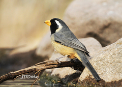 Saltator aurantiirostris
