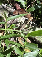 Anolis auratus