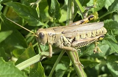 Melanoplus differentialis