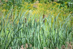 Typha latifolia