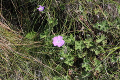 Geranium brycei