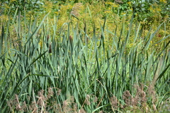 Typha latifolia