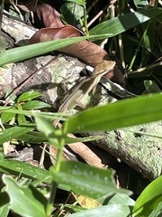 Anolis auratus