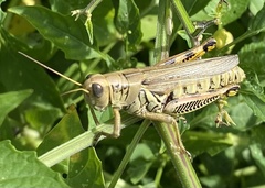 Melanoplus differentialis