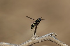 Parancistrocerus declivatus