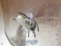 Philaeus chrysops