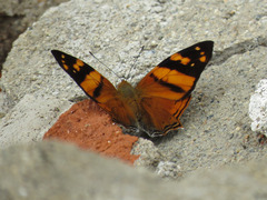 Hypanartia lethe