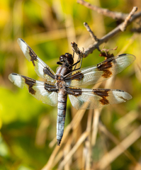Libellula forensis