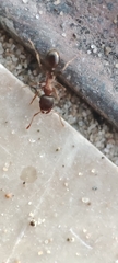 Tetramorium caespitum