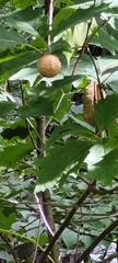 Amphibolips confluenta