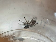 Philaeus chrysops