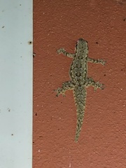 Hemidactylus platyurus