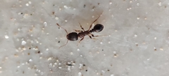 Tetramorium caespitum