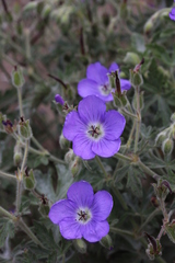 Geranium brycei