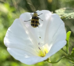 Diabrotica undecimpunctata