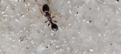 Tetramorium caespitum