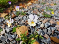 Viola × wittrockiana