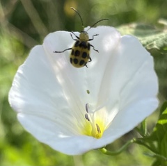 Diabrotica undecimpunctata