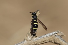 Parancistrocerus declivatus