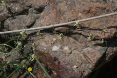 Melasphaerula graminea