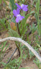 Linaria