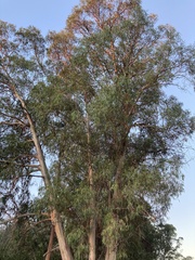 Corymbia citriodora