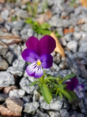 Viola × wittrockiana