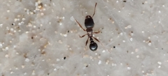 Tetramorium caespitum