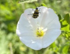 Diabrotica undecimpunctata