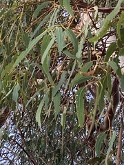 Corymbia citriodora