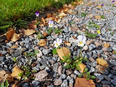 Viola × wittrockiana