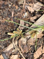 Cyperus bipartitus