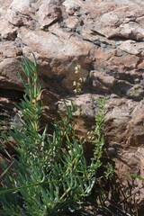 Melasphaerula graminea