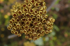 Helichrysum anomalum