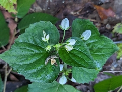Violaceae