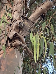 Corymbia citriodora